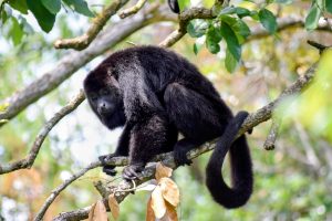 belize-monkey
